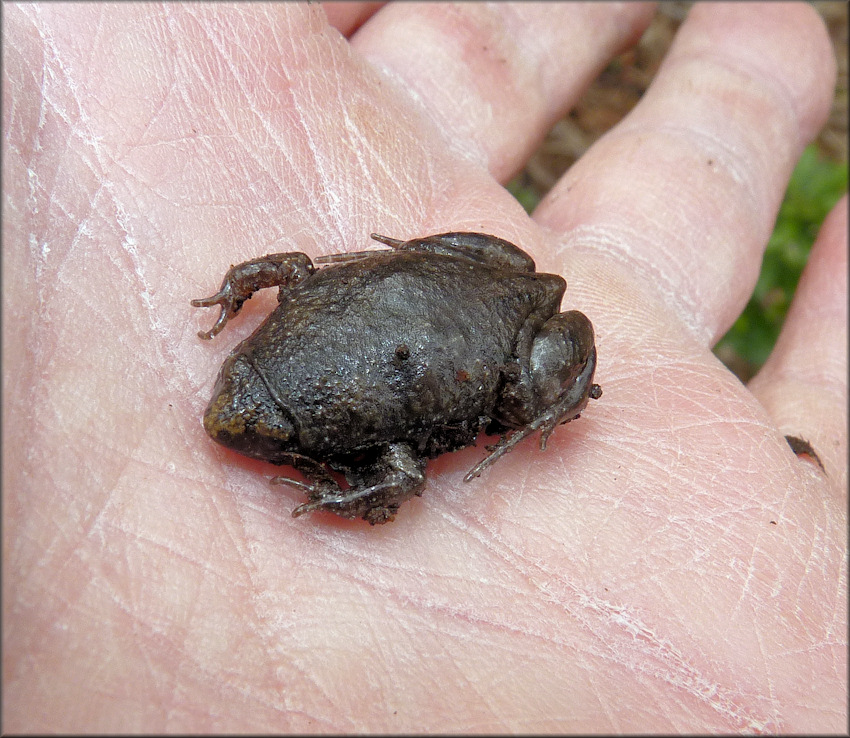 Eastern Narrowmouth Toad Gastrophryne carolinensis