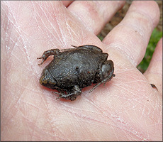 Eastern Narrowmouth Toad Gastrophryne carolinensis