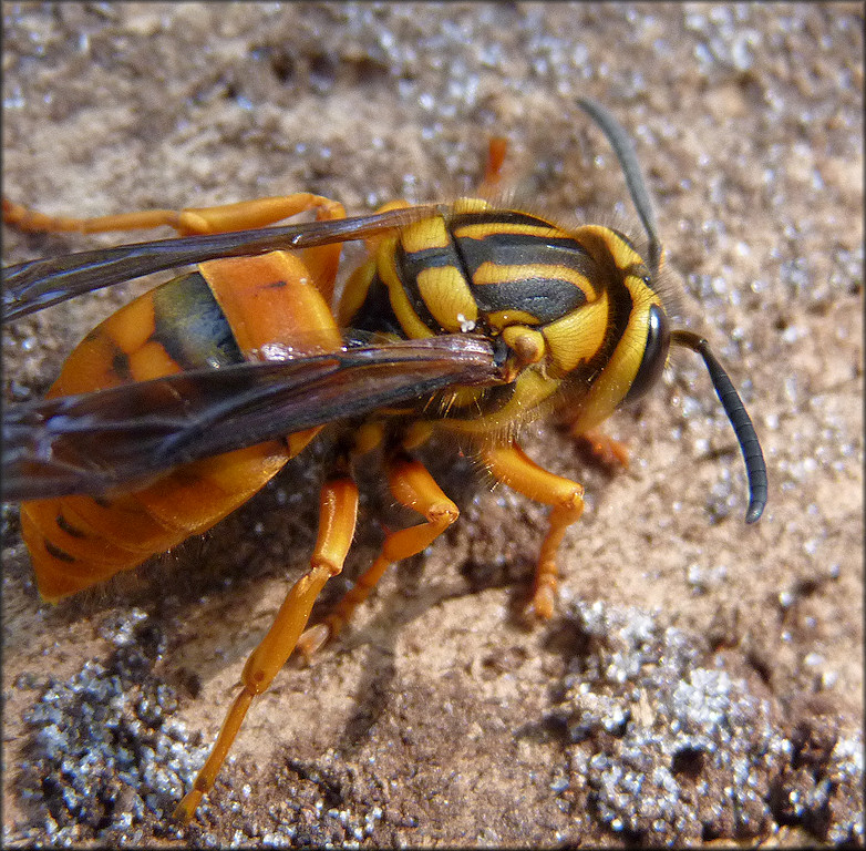 Southern Yellowjacket Vespula squamosa