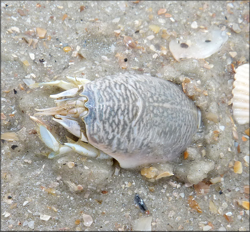 Difference between Mole crab and Sand fleas (often called by other
