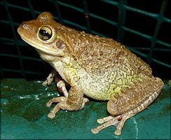 Cuban Treefrog [Osteopilus septentrionalis]