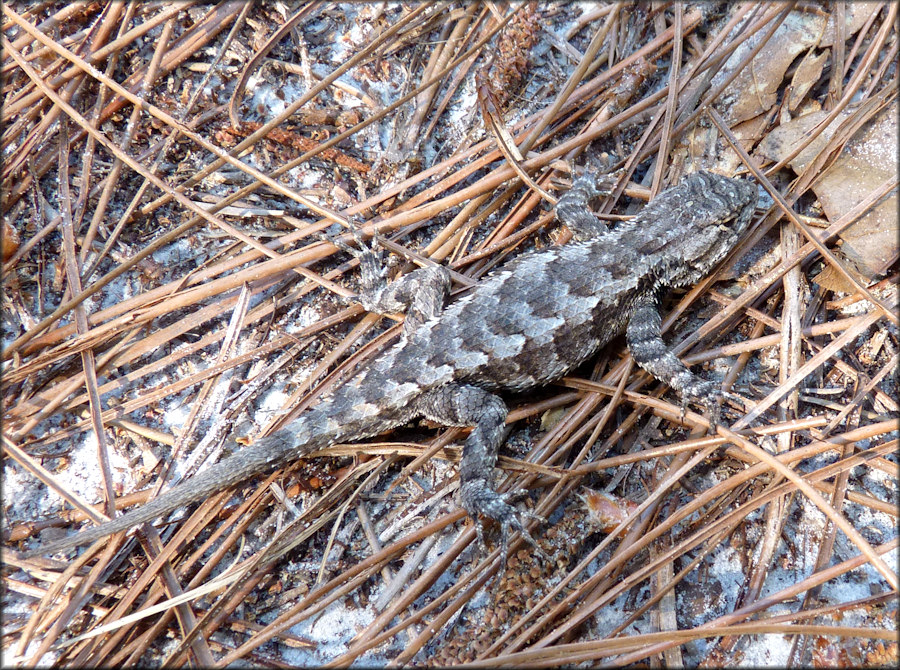 Southern Fence Lizard [Sceloporus undulatus undulatus] Male