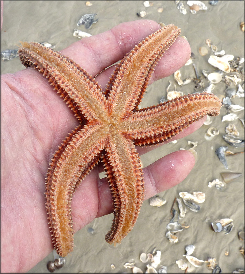 Asterias forbesi Common Sea Star