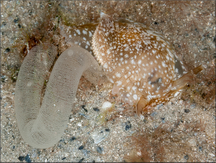 Pleurobranchaea inconspicua Bergh, 1897 Inconspicuous Sidegill-slug Laying Eggs