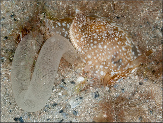 Pleurobranchaea inconspicua Bergh, 1897 Inconspicuous Sidegill-slug Laying Eggs