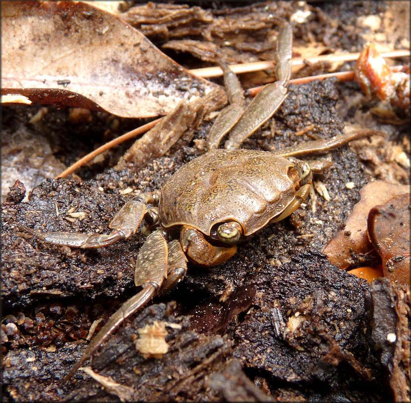 Squareback Marsh Crab [Armases cinereum]