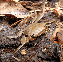 Squareback Marsh Crab [Armases cinereum]