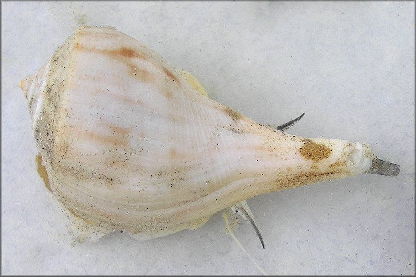 Fulguropsis spirata (Lamarck, 1816) Pear Whelk Living Specimen (Male)