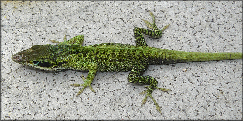 Green Anole [Anolis carolinensis]