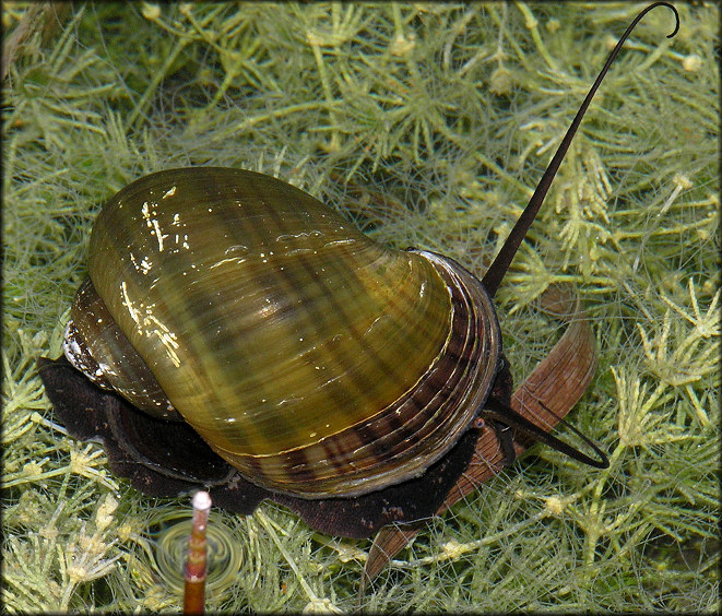 Pomacea paludosa (Say, 1829) Florida Applesnail