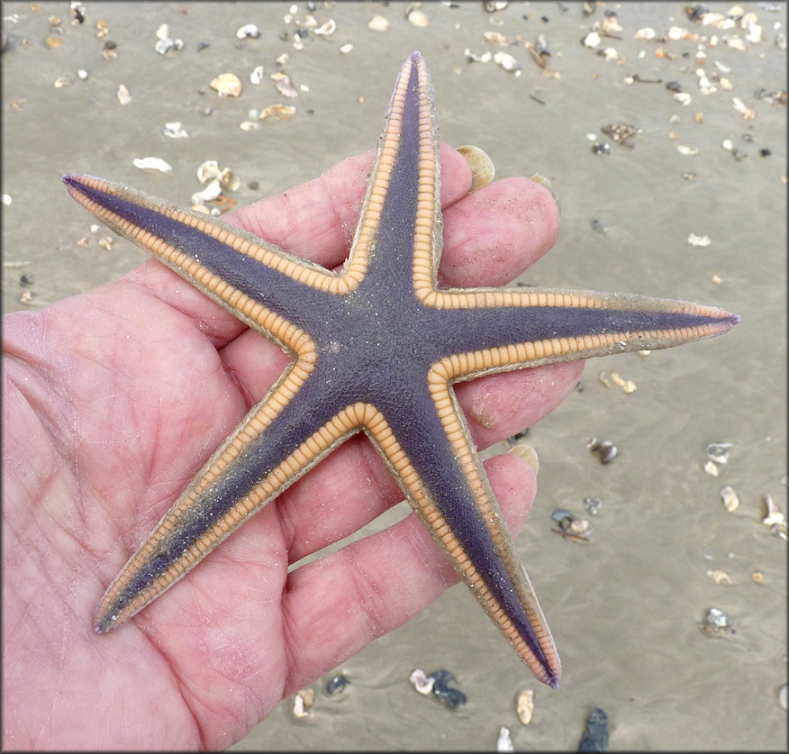 Astropecten articulatus Margined Sea Star