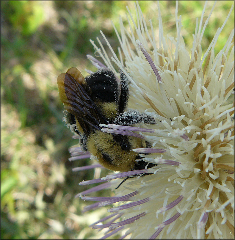 Bumble Bee [Bombus species]