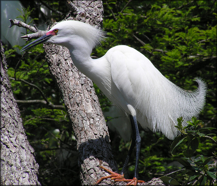 Snowy Egret [Egretta thula]