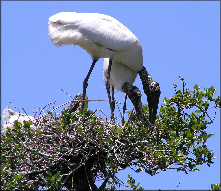 Wood Stork [Mycteria americana]