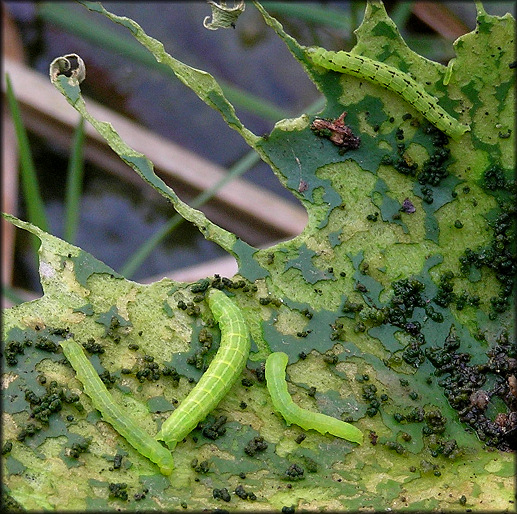 Waterlily Moth Caterpillars [Homophoberia cristata]