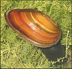 Elliptio jayensis (I. Lea, 1838) Florida Spike In Situ