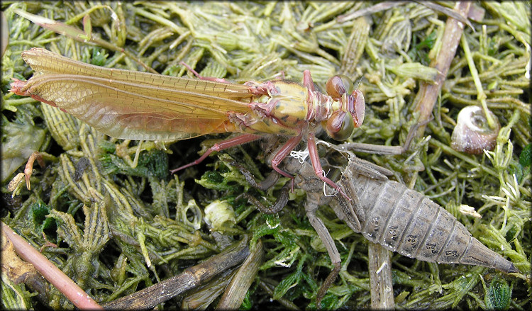 Unidentified Dragonfly