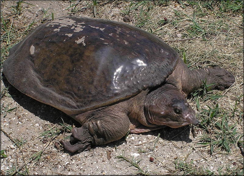 Florida Softshell Turtle [Apalone ferox]