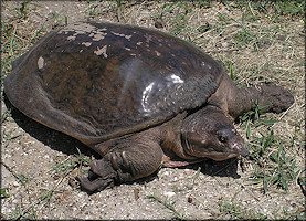 Florida Softshell Turtle [Apalone ferox]