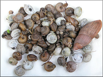 Some Of The Specimens Found At Site #3 On 12/24/2009