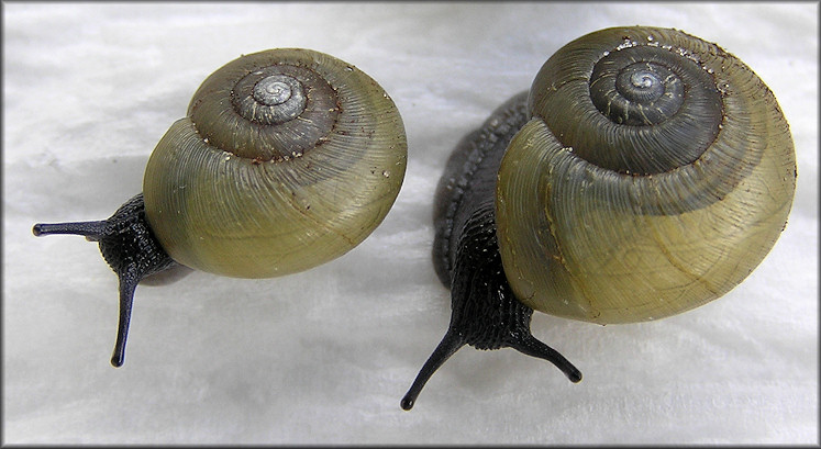 Mesomphix globosus (MacMillan, 1940) Globose Button