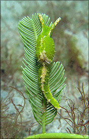 Oxynoe antillarum Mrch,1863 Antilles Oxynoe