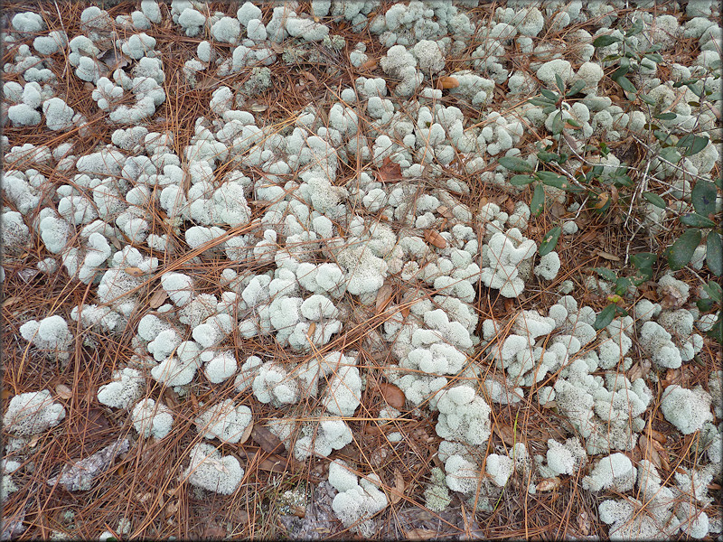 Evans Reindeer Lichen - Cladina evansii