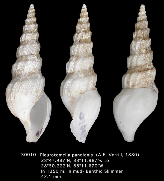Pleurotomella pandionis (A. E. Verrill, 1880)