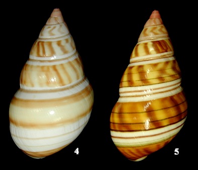 Liguus fasciatus alternatus Simpson, 1920