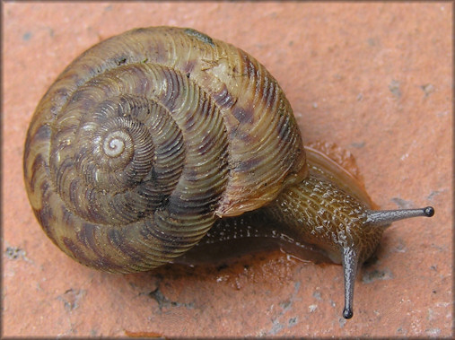 Anguispira alternata (Say, 1817) Flamed Tigersnail