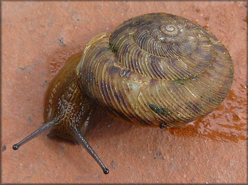 Anguispira alternata (Say, 1817) Flamed Tigersnail