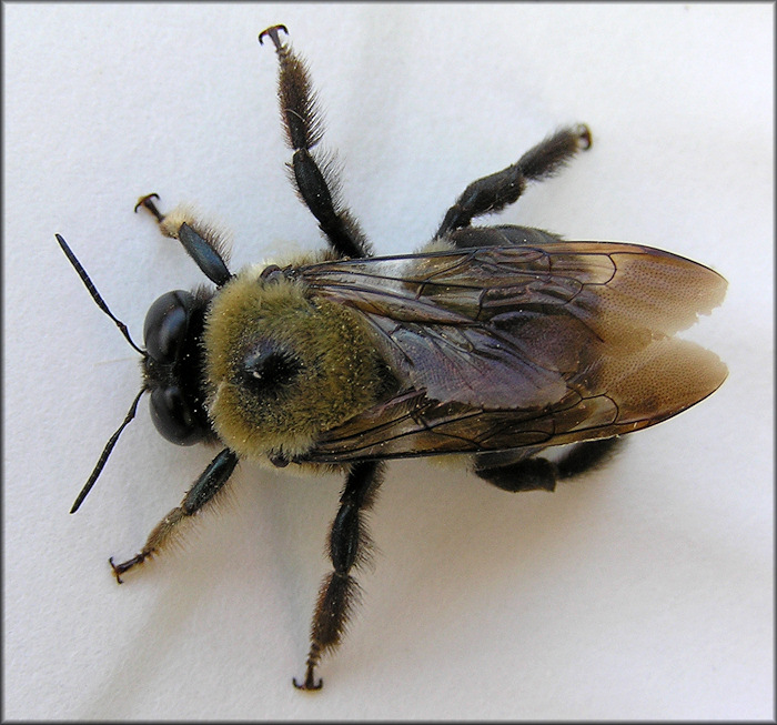 Bumble Bee [Bombus species]