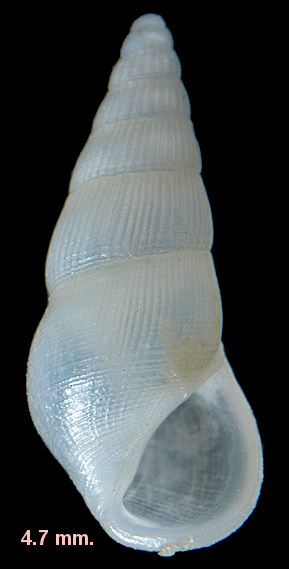 Rissoina decussata (Montagu, 1803)