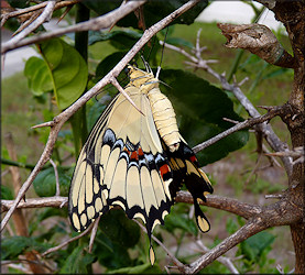 Giant Swallowtail [Papilio cresphontes]