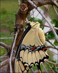 Giant Swallowtail [Papilio cresphontes]