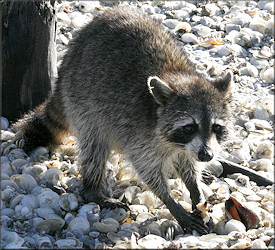 Strombus alatus Gmelin, 1791 Florida Fighting Conch being devoured by a Raccoon