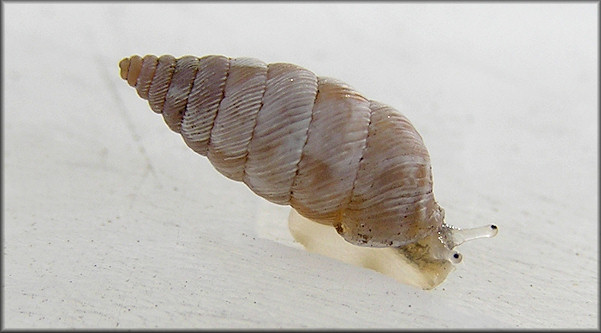 Microceramus pontificus (Gould, 1848) Pontiff Urocoptid