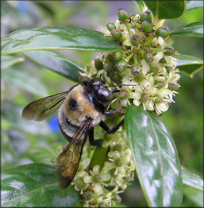 Bumble Bee [Bombus species]