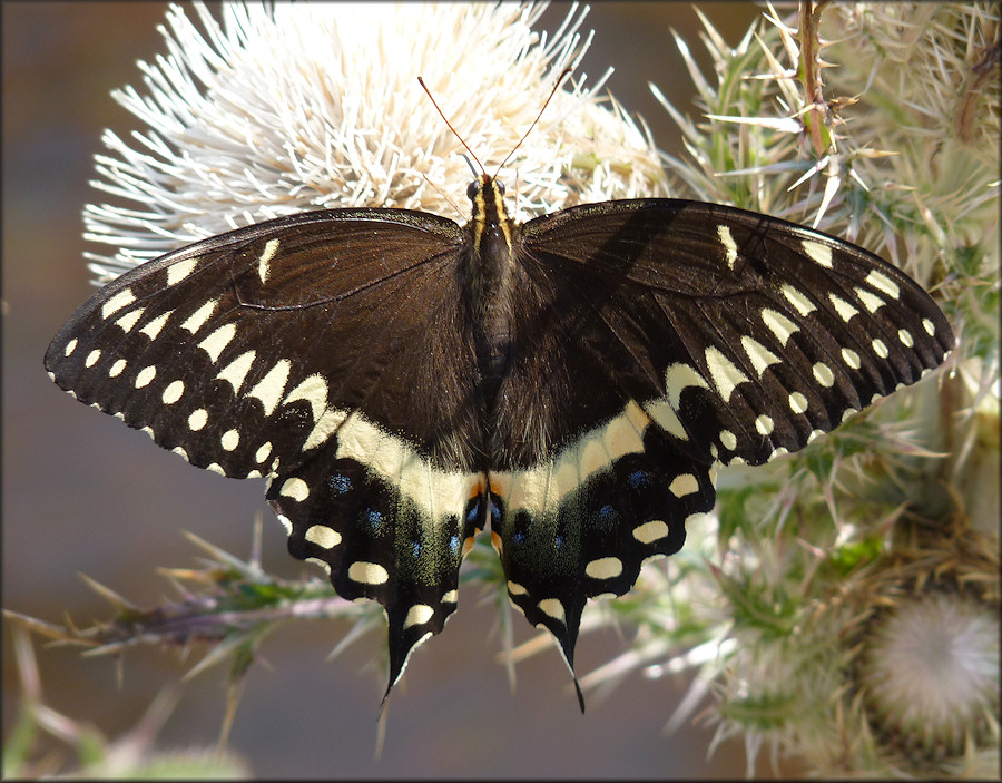 Palamedes Swallowtail [Papilio palamedes]