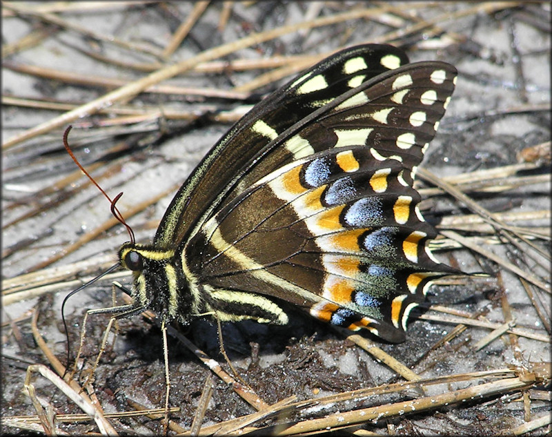 Palamedes Swallowtail [Papilio palamedes]