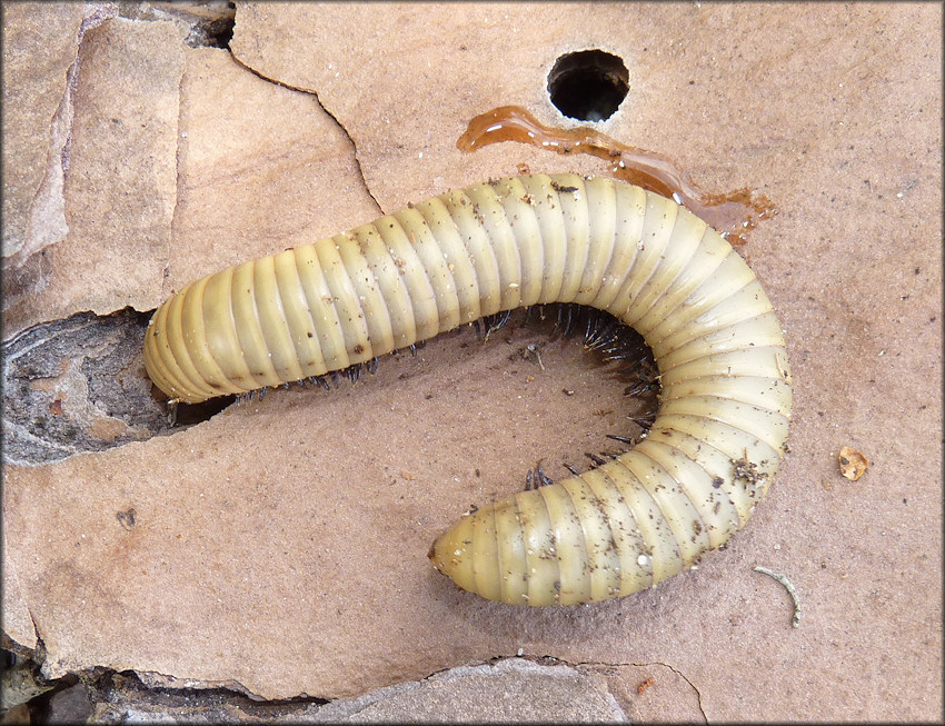 "Smoky Ghost Millipede" [Narceus gordanus (Chamberlin, 1943)]