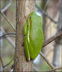 Green Treefrog [Hyla cinerea]