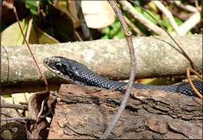 Southern Black Racer [Coluber constrictor priapus]