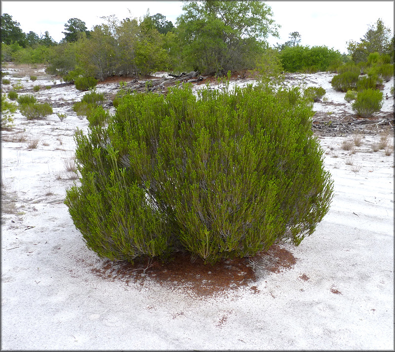 Florida Rosemary - Ceratiola ericoides Michaux, 1803