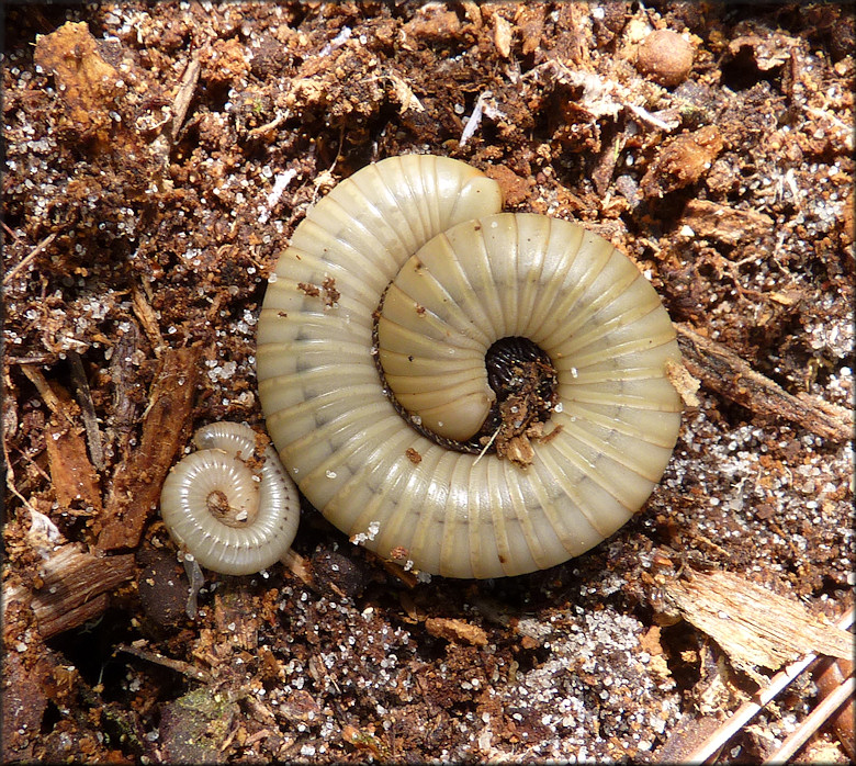 "Smoky Ghost Millipede" [Narceus gordanus (Chamberlin, 1943)]