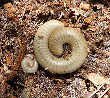 "Smoky Ghost Millipede" [Narceus gordanus (Chamberlin, 1943)]