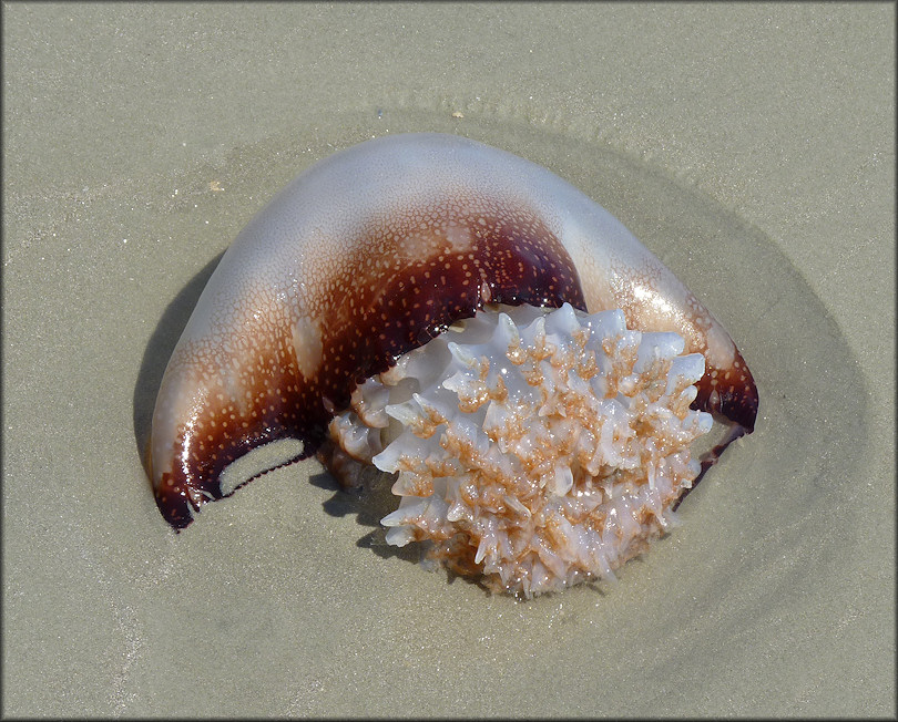 Stomolophus meleagris Cannonball Jellyfish