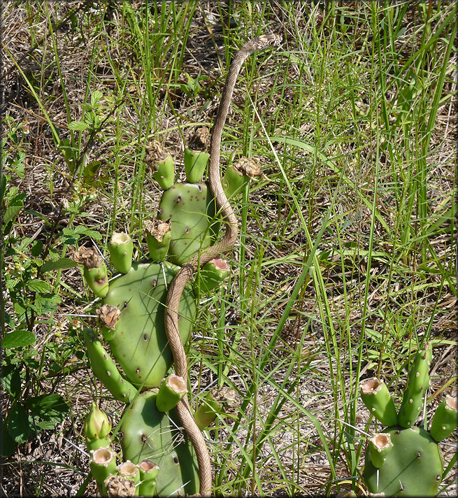 Eastern Coachwhip [Masticophis flagellum flagellum Shaw, 1802]