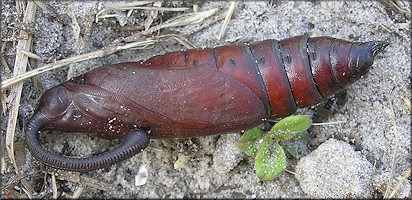 Tobacco Hornworm Moth Pupa [Manduca sexta]