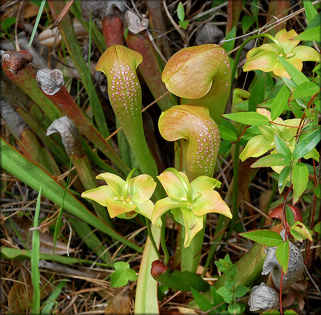 Hooded Pitcher Plant [Sarracenia minor]